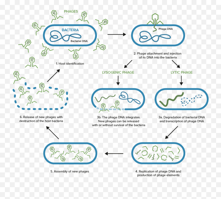 Phages Natural Predator Viruses Of Bacteria - Bacteriophage And Bacteria Png,Bacteria Transparent