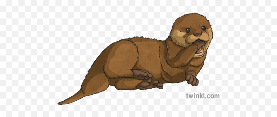 Baby Otter Illustration - Twinkl Animal Figure Png,Otter Png