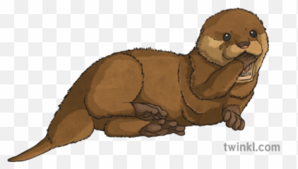 Baby Otter Illustration - Twinkl Animal Figure Png,Otter Png