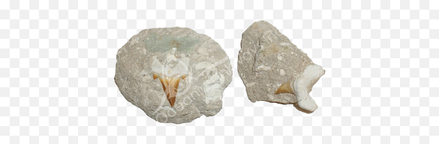 Close Out Fossil - Shark Teeth In Matrix Artifact Png,Shark Teeth Png