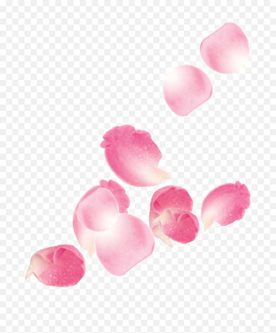 Download Hd Pink Rose Petals Falling Png - Pink Rose Petals Pink Rose Petals Png,Pink Rose Transparent