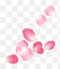 Download Hd Pink Rose Petals Falling Png