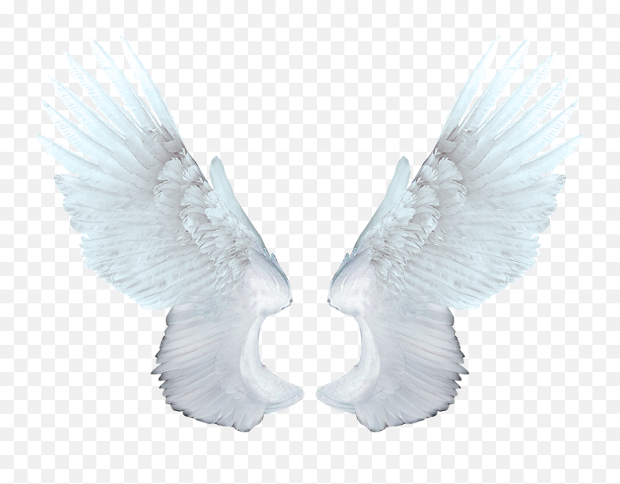 Download Free Png White Angel Wings - Animation Of Angel Wings,Wings Png