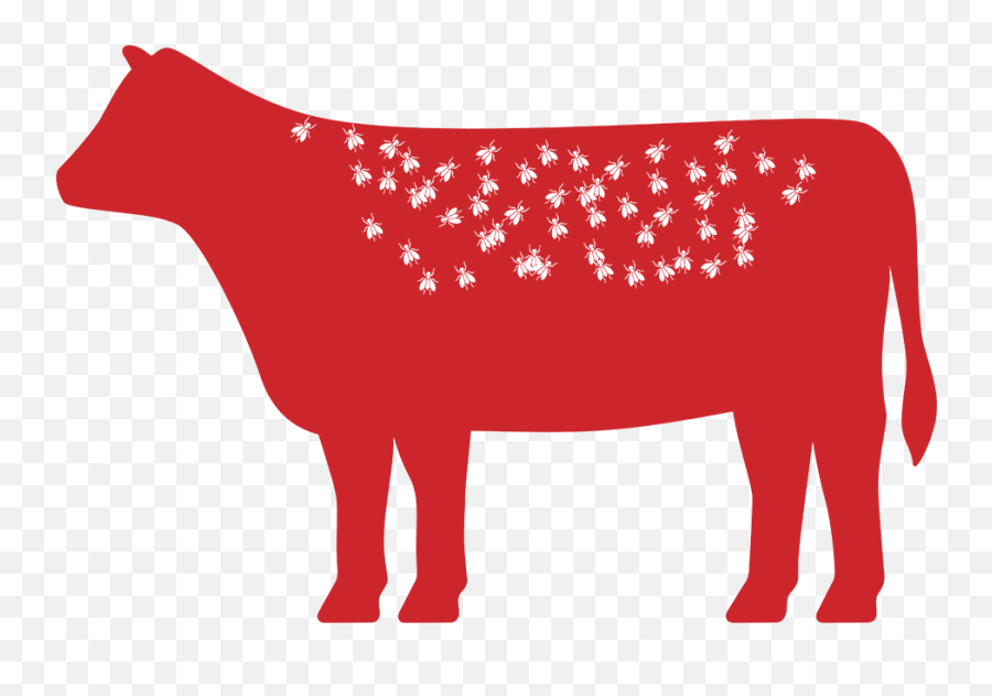 Cattle Fly Control Resource Center Purina Animal Nutrition - Animal Figure Png,Cow Head Icon