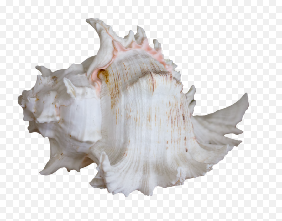 Ocean Water Png - Seashell Shell Sea Ocean Water Png Image Seashell,Sea Shell Png