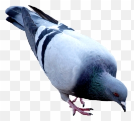 Pigeons Png 4 Image