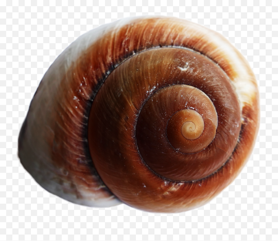Download Sea Ocean Shell Png Image For Free - Snail Shell Transparent Background,Ocean Transparent Background