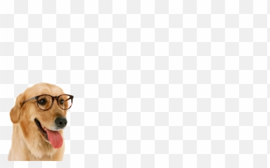 Doge Png - Download Free High Quality Dog Png Transparent Funny Dog Png,Doge Transparent Background