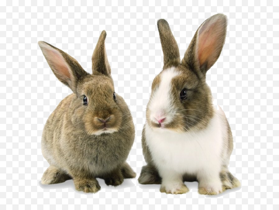 Rabbit Bunny Png Background Image - Rabbit Transparent Background,Rabbit Transparent Background