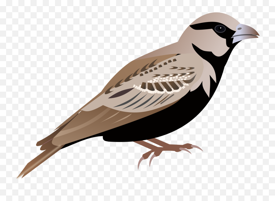 Sparrow Icon - Cartoon Sparrow Png,Sparrow Png