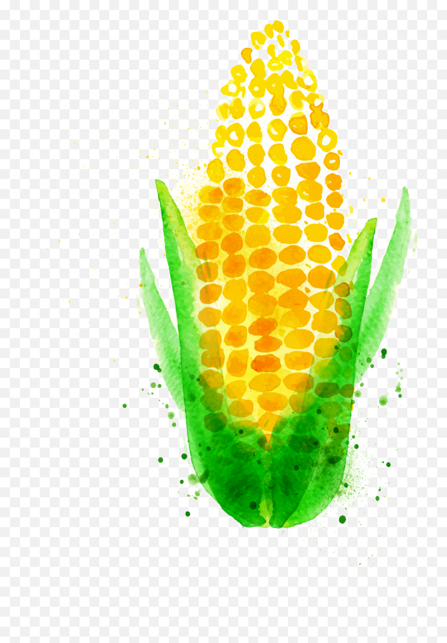 Download Chili Con Carne Watercolor Painting Maize Vegetable - Watercolor Corn Png,Corn Transparent