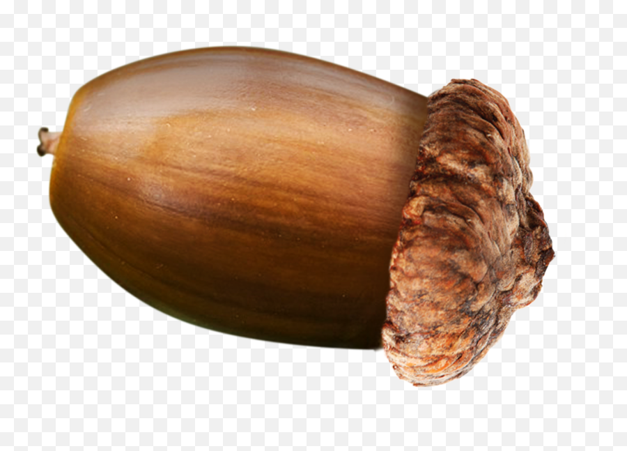 Why Acorn Nut Food Is Png Transparent Background