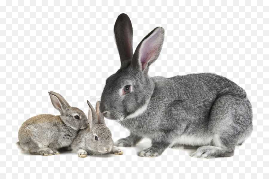 American Chinchilla Rabbits - American Chinchilla Rabbit Png,Chinchilla Png