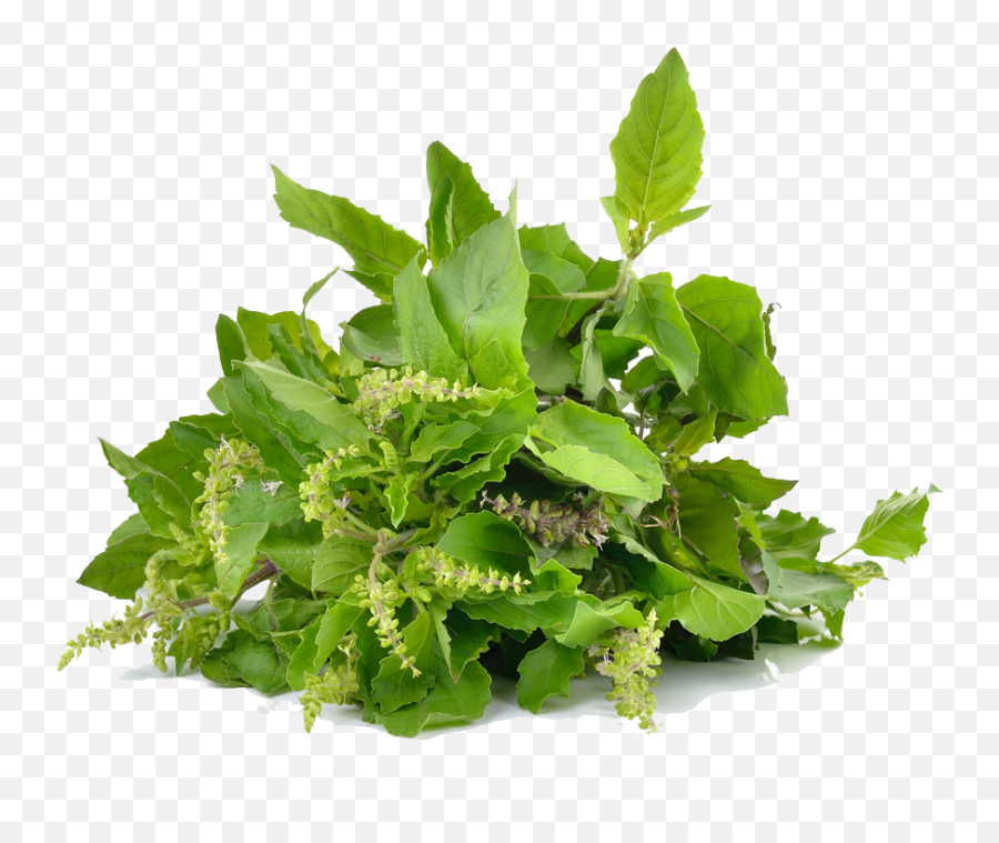 Download Holy Basil Photo Background - Pharmaceutical Preparations Of Basil Png,Basil Png