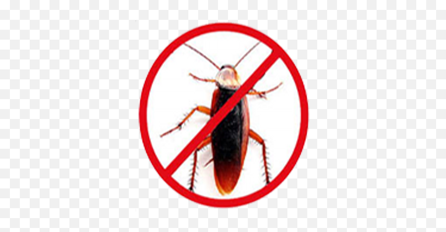 Get Rid Of Cockroach - Say No To Junk Food Poster Png,Cockroach Transparent