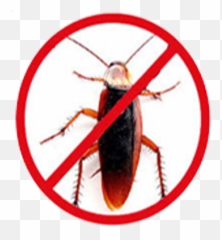 Get Rid Of Cockroach - Say No To Junk Food Poster Png,Cockroach Transparent