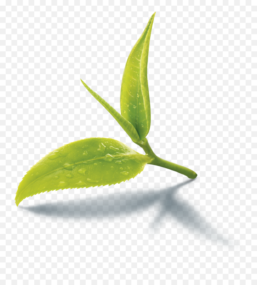 Green Leaf Transparent Png Clipart - Assam Tea Leaf,Tea Leaves Png