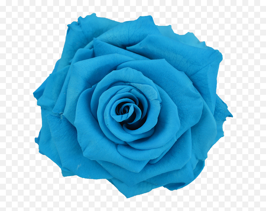 Blue Rose Transmission - Navy Blue Colour Rose Png,Blue Rose Png
