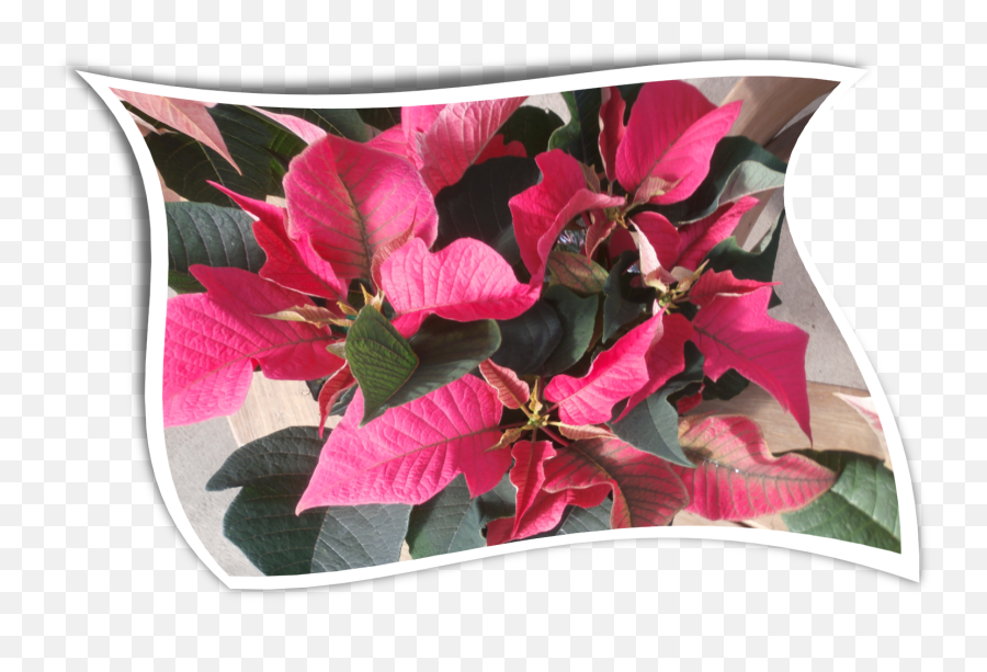 Download Hd Country Colors Poinsettia - Bougainvillea Png,Bougainvillea Png