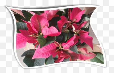 Download Hd Country Colors Poinsettia - Bougainvillea Png,Bougainvillea Png