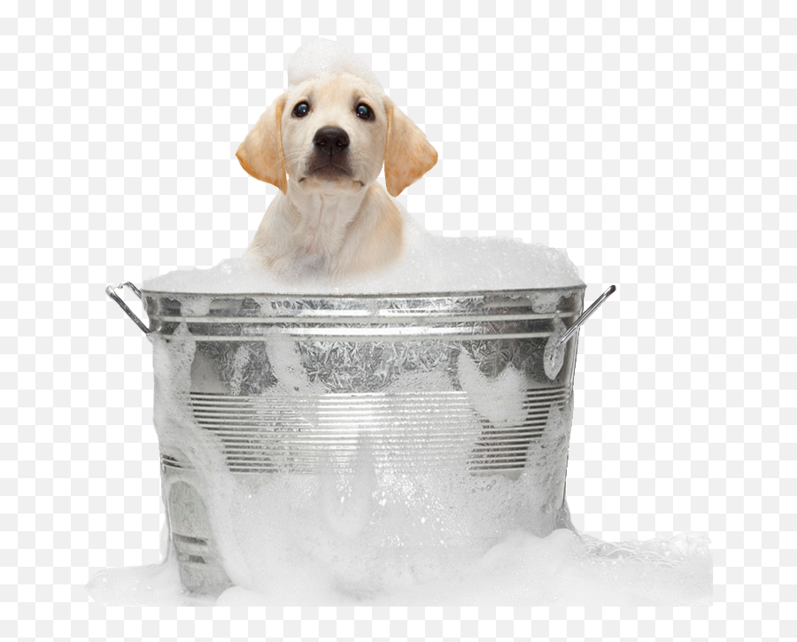 Dog Bath Png Image - Dog In Bath Png,Bath Png