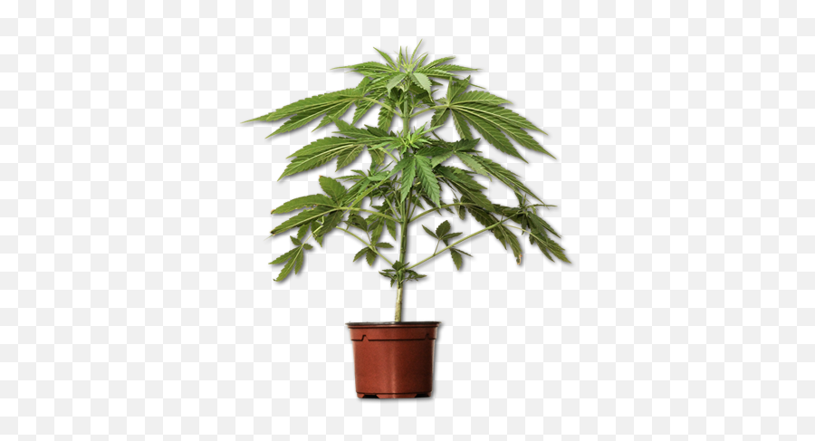 Buy Art Plant Yucca 70cm Online - Piante Da Interno Dracaena Png,Yucca Png