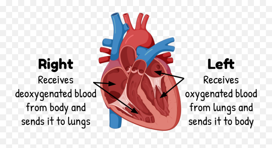 The Heart - Eons Learning Hypovolemic Shock Compensatory Mechanisms Png,Half Heart Png