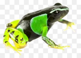 The Animal Blog Colorful Poison Frog - Painted png