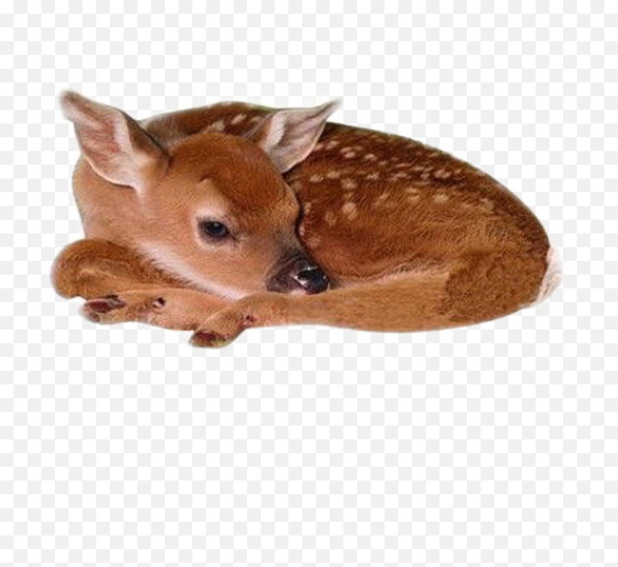 Download Hd - Baby Deer Png,Baby Deer Png