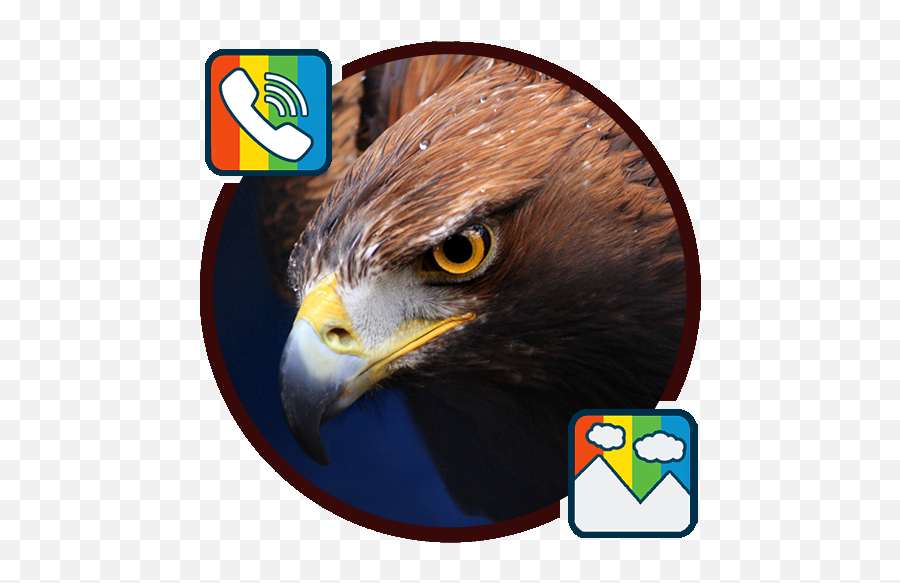 Eagle - High Resolution Eagle Hd Png,Eagles Logo Wallpapers