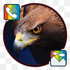 Eagle - High Resolution Hd png