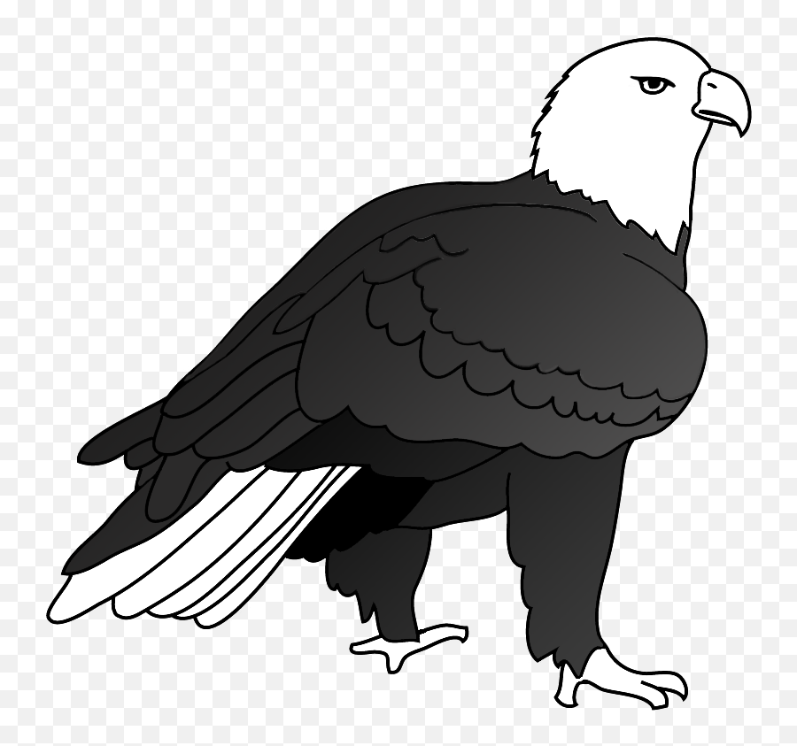 Download Hd Eagle Drawing Outlined - Eagle On The Ground Drawing Png,Eagles Png