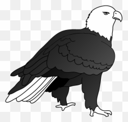 Download Hd Eagle Drawing Outlined - On The Ground png