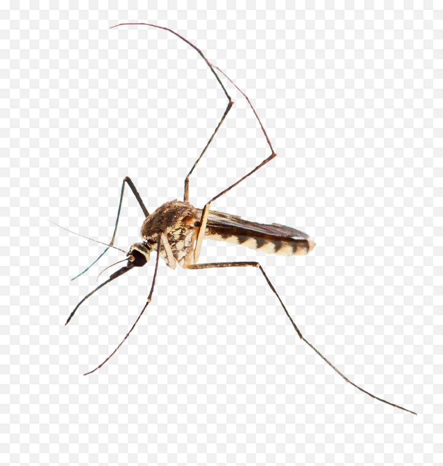 Mosquito Png - Mosquito,Mosquito Png