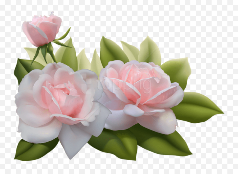 Download Free Png Beautiful Three Pink Roses Images - 3d Flowers Png Transparent,Pink Rose Transparent Background