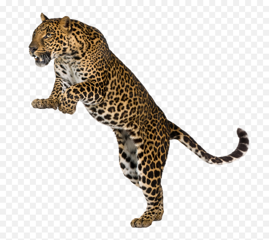 Leopard Cheetah Felidae Wall Decal - Leopards Png Download Serengeti National Park,Leopard Png