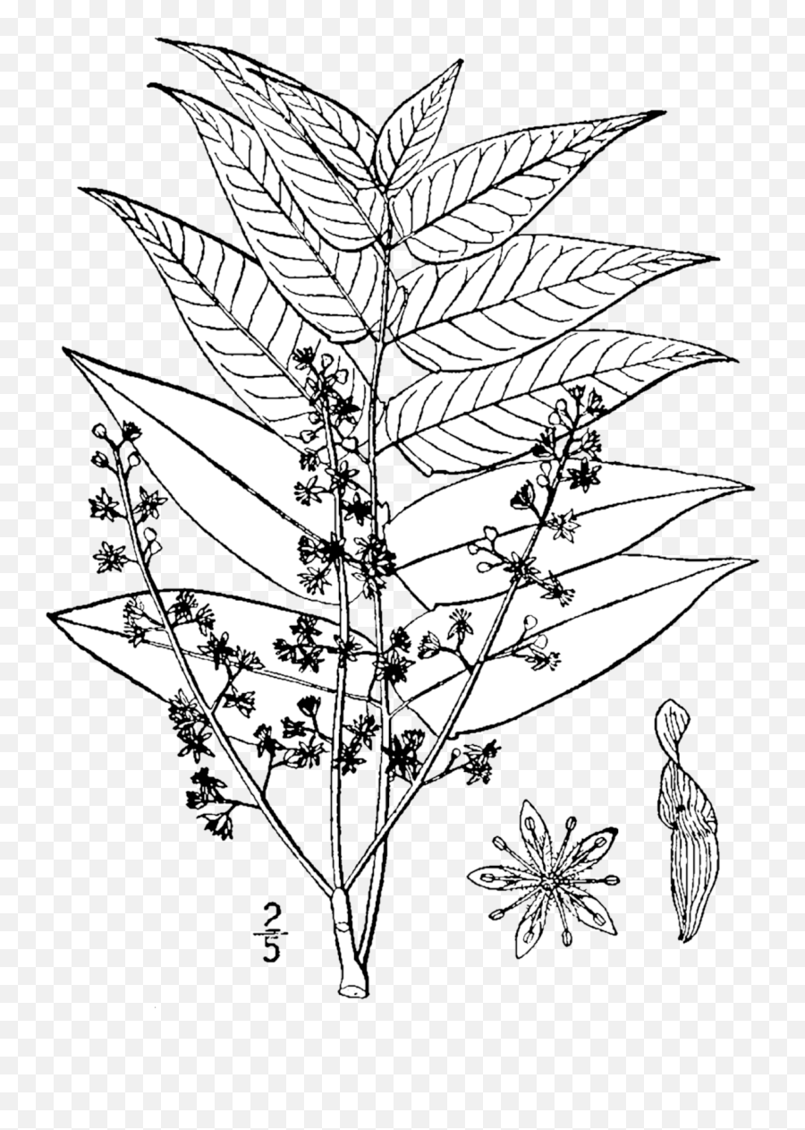 Fileailanthus Altissima Drawingpng - Wikimedia Commons Ailanthus Altissima Hand Drawing,Flower Drawing Png