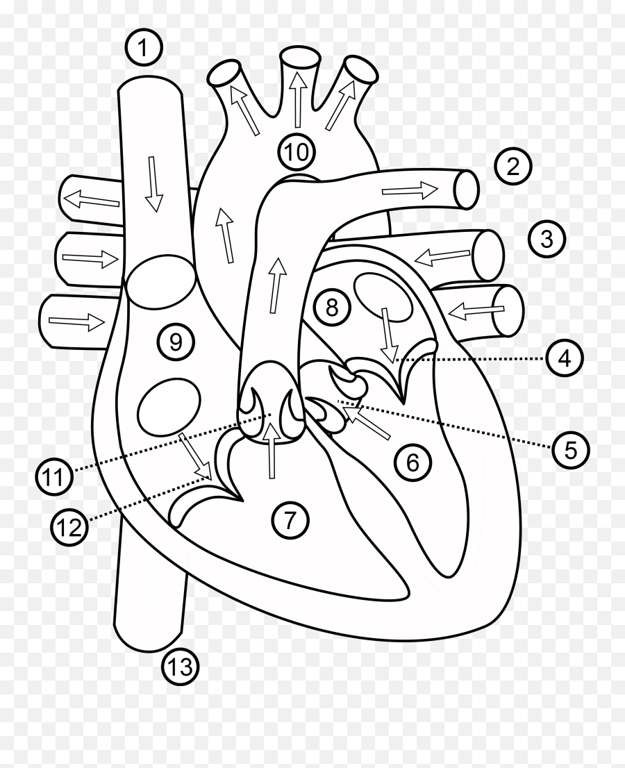 Download Human Heart Drawing Outline - Part Out Line Of Human Heart Png,Human Heart Png