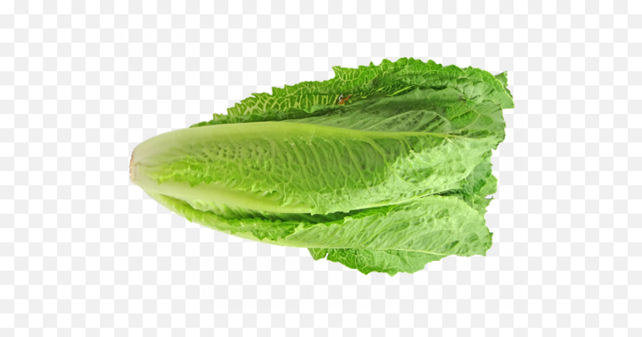Cdc Advises Consumers To Avoid All - Enciam Roma O Llarg Png,Romaine Lettuce Png