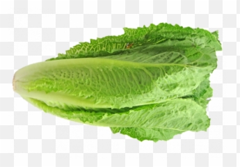 Cdc Advises Consumers To Avoid All - Enciam Roma O Llarg Png,Romaine Lettuce Png