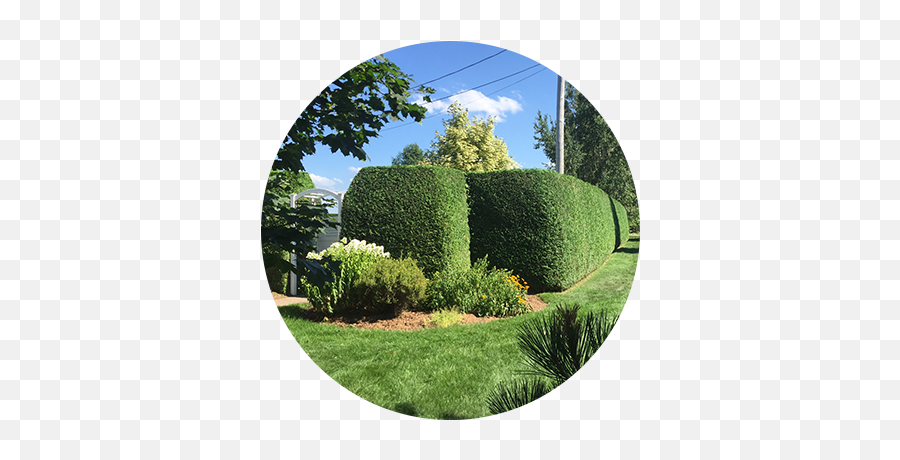 Trim - Hedge Png,Hedge Png