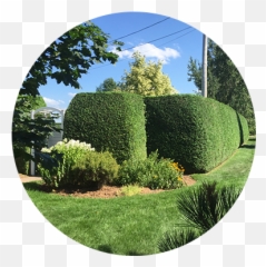 Trim - Hedge Png,Hedge Png