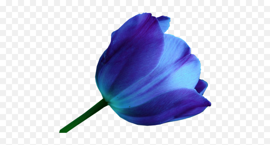 Download Multicolor Tulips - Blue Tulip Flower Png Png Image De Tulipanes En Acuarela,Tulips Transparent Background