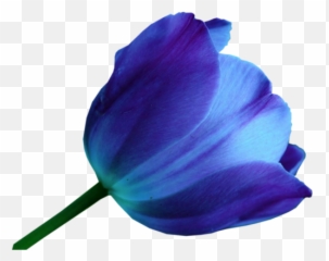 Download Multicolor Tulips - Blue Flower Png PNG Image De Tulipanes En Acuarela