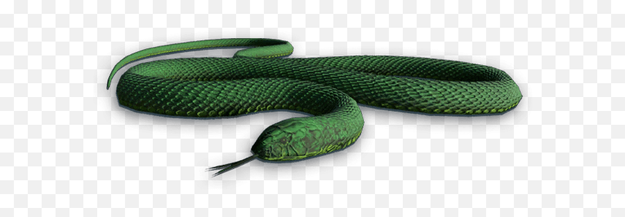 Smooth Greensnake Transparent Png Image - Far Cry 3 Snake,Green Snake Png