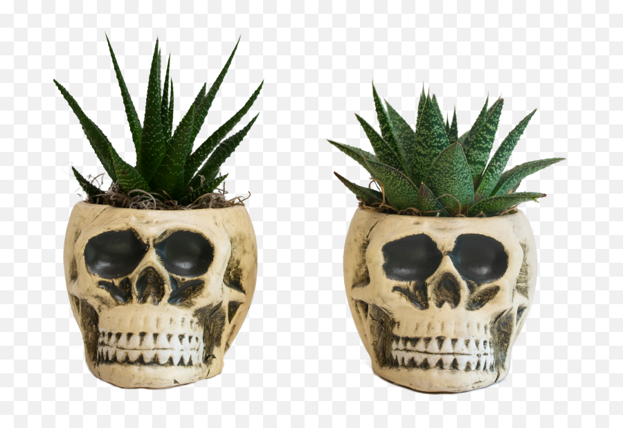 Pick U0027n Save - Yorick Potted Plant 55inch Pot Flowerpot Png,Potted Plant Png