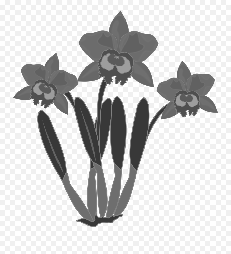 Black And White Clip Art Of Orchids - Orchid Black And White Free Clip Art Png,Orchids Png