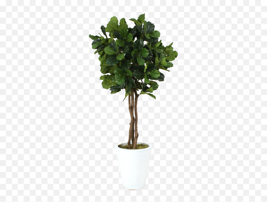 Fiddle Leaf Fig Png 2 Image - Flowerpot,Fig Png