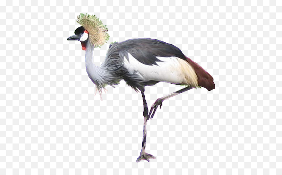 Crane Bird Png Transparent Images - Crowned Crane Bird Png,Crane Bird Png