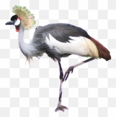 Crane Bird Png Transparent Images - Crowned Crane Bird Png,Crane Bird Png